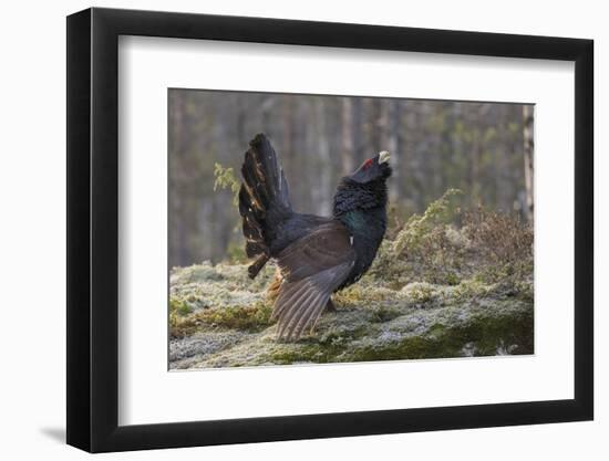 Capercaillie (Tetrao Urogallus) Male Displaying At Lek With Wings Outstretched-Andy Trowbridge-Framed Photographic Print