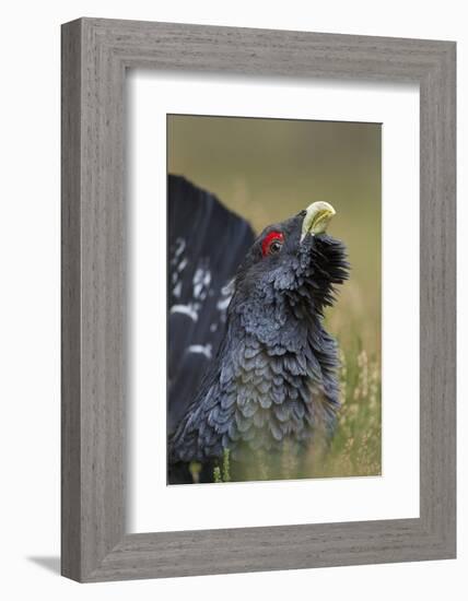 Capercaillie (Tetrao Urogallus) Male Displaying. Cairngorms National Park, Scotland, UK, September-Mark Hamblin-Framed Photographic Print