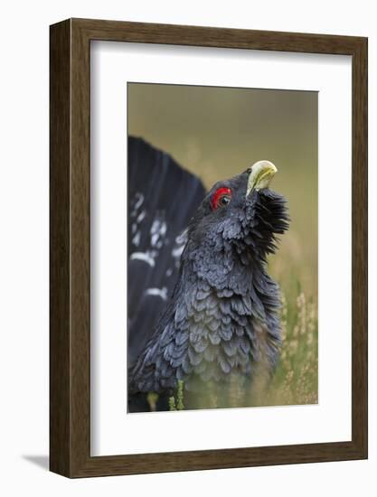 Capercaillie (Tetrao Urogallus) Male Displaying. Cairngorms National Park, Scotland, UK, September-Mark Hamblin-Framed Photographic Print