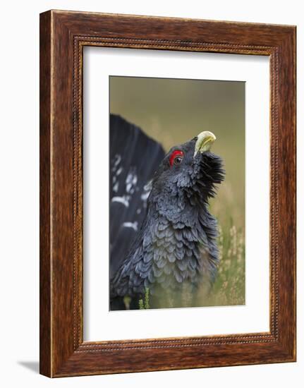 Capercaillie (Tetrao Urogallus) Male Displaying. Cairngorms National Park, Scotland, UK, September-Mark Hamblin-Framed Photographic Print