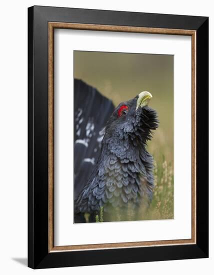 Capercaillie (Tetrao Urogallus) Male Displaying. Cairngorms National Park, Scotland, UK, September-Mark Hamblin-Framed Photographic Print