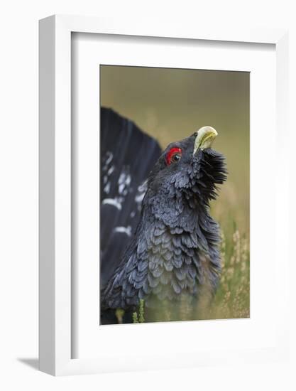 Capercaillie (Tetrao Urogallus) Male Displaying. Cairngorms National Park, Scotland, UK, September-Mark Hamblin-Framed Photographic Print