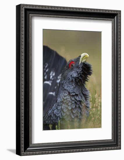 Capercaillie (Tetrao Urogallus) Male Displaying. Cairngorms National Park, Scotland, UK, September-Mark Hamblin-Framed Photographic Print