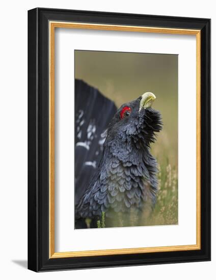 Capercaillie (Tetrao Urogallus) Male Displaying. Cairngorms National Park, Scotland, UK, September-Mark Hamblin-Framed Photographic Print