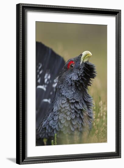 Capercaillie (Tetrao Urogallus) Male Displaying. Cairngorms National Park, Scotland, UK, September-Mark Hamblin-Framed Photographic Print