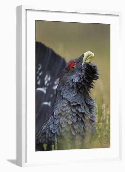 Capercaillie (Tetrao Urogallus) Male Displaying. Cairngorms National Park, Scotland, UK, September-Mark Hamblin-Framed Photographic Print