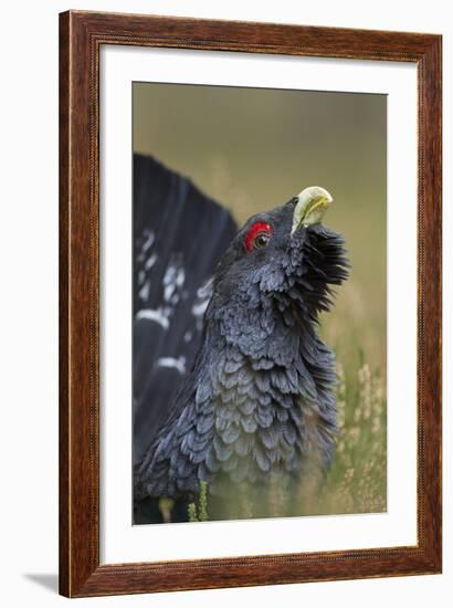 Capercaillie (Tetrao Urogallus) Male Displaying. Cairngorms National Park, Scotland, UK, September-Mark Hamblin-Framed Photographic Print