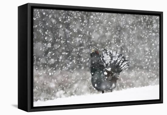 Capercaillie (Tetrao Urogallus) Male Displaying in Heavy Snowfall, Cairngorms Np, Scotland-Cairns-Framed Premier Image Canvas