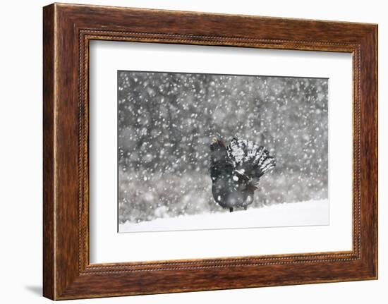 Capercaillie (Tetrao Urogallus) Male Displaying in Heavy Snowfall, Cairngorms Np, Scotland-Cairns-Framed Photographic Print