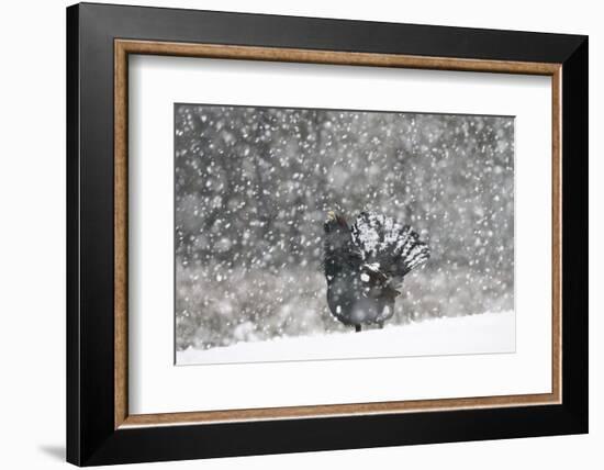 Capercaillie (Tetrao Urogallus) Male Displaying in Heavy Snowfall, Cairngorms Np, Scotland-Cairns-Framed Photographic Print