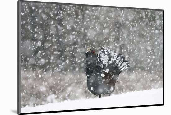 Capercaillie (Tetrao Urogallus) Male Displaying in Heavy Snowfall, Cairngorms Np, Scotland-Cairns-Mounted Photographic Print