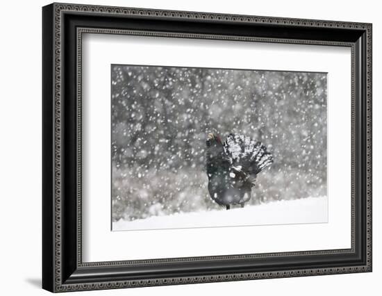 Capercaillie (Tetrao Urogallus) Male Displaying in Heavy Snowfall, Cairngorms Np, Scotland-Cairns-Framed Photographic Print