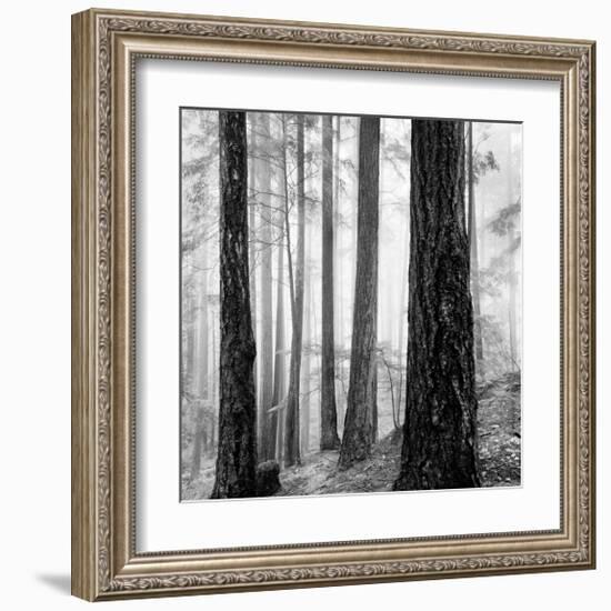 Capilano Forest-Lsh-Framed Giclee Print