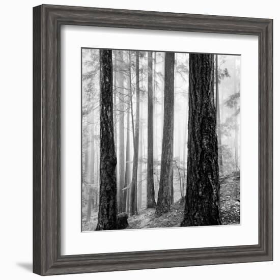 Capilano Forest-Lsh-Framed Giclee Print