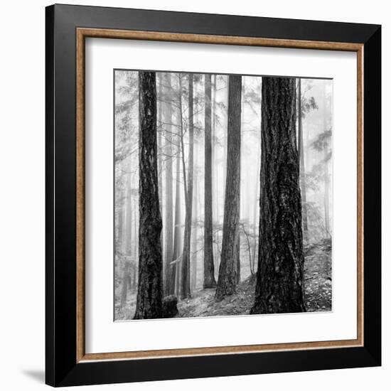 Capilano Forest-Lsh-Framed Giclee Print