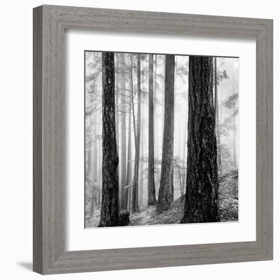 Capilano Forest-Lsh-Framed Giclee Print