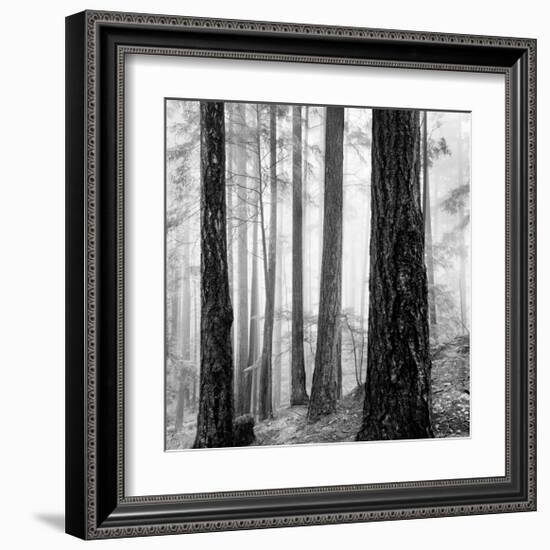 Capilano Forest-Lsh-Framed Giclee Print