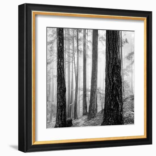 Capilano Forest-Lsh-Framed Giclee Print