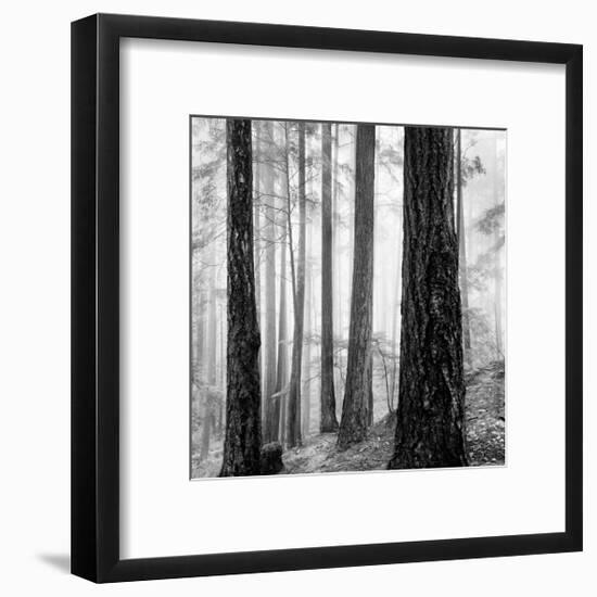 Capilano Forest-Lsh-Framed Giclee Print