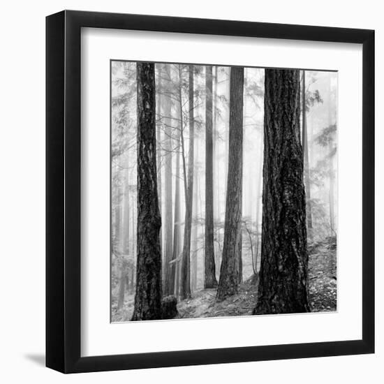 Capilano Forest-Lsh-Framed Giclee Print