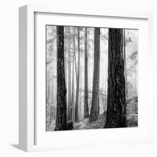 Capilano Forest-Lsh-Framed Giclee Print