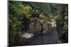 Capilano River Regional Park, Vancouver, British Columbia, Canada, North America-Richard Cummins-Mounted Photographic Print