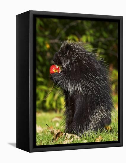 Capitive Porcupine (Erethizon Dorsatum) Sitting on Hind Feet Eating an Apple, Sandstone, Minnesota-James Hager-Framed Premier Image Canvas