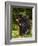 Capitive Porcupine (Erethizon Dorsatum) Sitting on Hind Feet Eating an Apple, Sandstone, Minnesota-James Hager-Framed Photographic Print