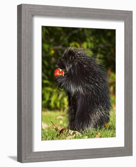 Capitive Porcupine (Erethizon Dorsatum) Sitting on Hind Feet Eating an Apple, Sandstone, Minnesota-James Hager-Framed Photographic Print