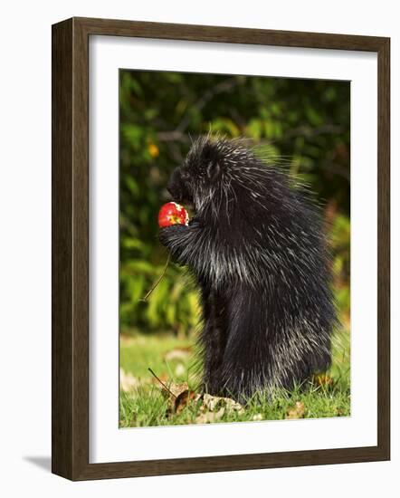 Capitive Porcupine (Erethizon Dorsatum) Sitting on Hind Feet Eating an Apple, Sandstone, Minnesota-James Hager-Framed Photographic Print