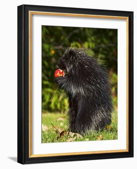 Capitive Porcupine (Erethizon Dorsatum) Sitting on Hind Feet Eating an Apple, Sandstone, Minnesota-James Hager-Framed Photographic Print