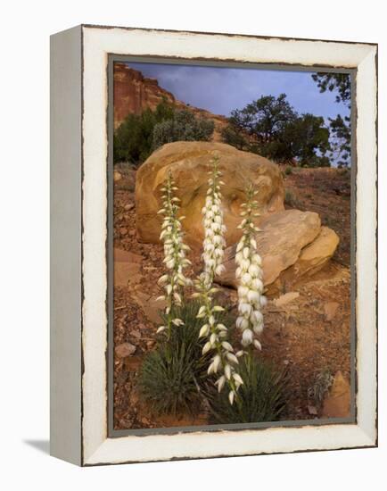 Capitol Reef NP, Utah, USA Harriman's yucca in bloom.-Scott T. Smith-Framed Premier Image Canvas