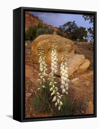 Capitol Reef NP, Utah, USA Harriman's yucca in bloom.-Scott T. Smith-Framed Premier Image Canvas