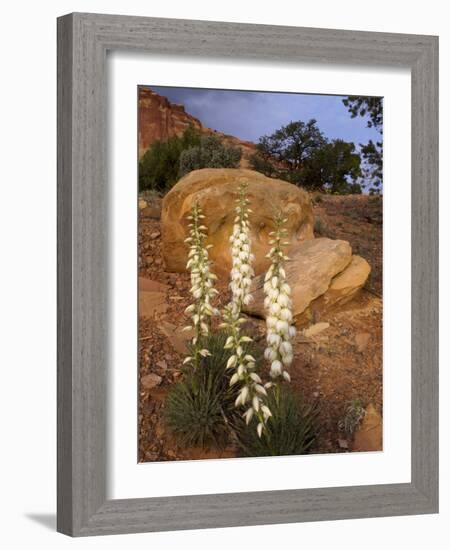 Capitol Reef NP, Utah, USA Harriman's yucca in bloom.-Scott T. Smith-Framed Photographic Print