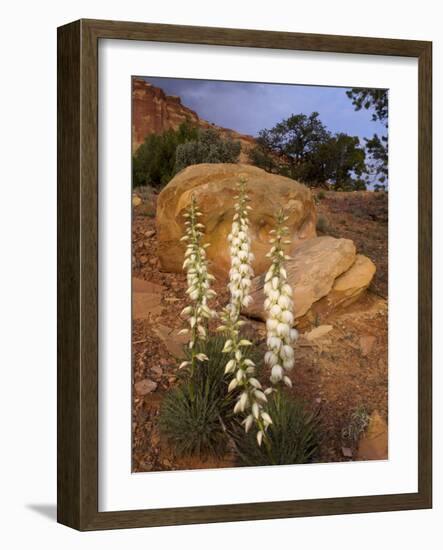 Capitol Reef NP, Utah, USA Harriman's yucca in bloom.-Scott T. Smith-Framed Photographic Print