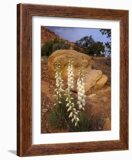 Capitol Reef NP, Utah, USA Harriman's yucca in bloom.-Scott T. Smith-Framed Photographic Print