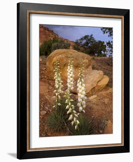 Capitol Reef NP, Utah, USA Harriman's yucca in bloom.-Scott T. Smith-Framed Photographic Print