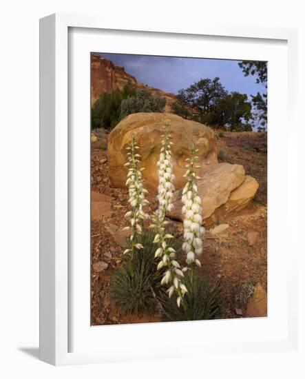 Capitol Reef NP, Utah, USA Harriman's yucca in bloom.-Scott T. Smith-Framed Photographic Print