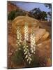 Capitol Reef NP, Utah, USA Harriman's yucca in bloom.-Scott T. Smith-Mounted Photographic Print