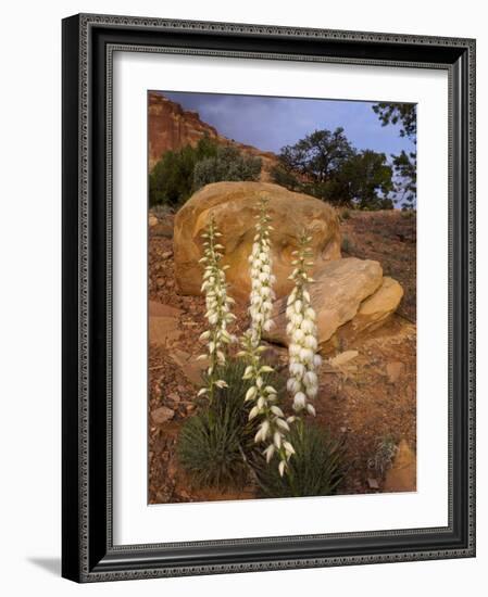 Capitol Reef NP, Utah, USA Harriman's yucca in bloom.-Scott T. Smith-Framed Photographic Print