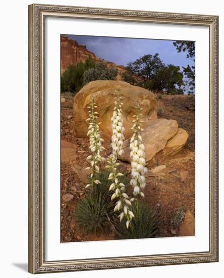 Capitol Reef NP, Utah, USA Harriman's yucca in bloom.-Scott T. Smith-Framed Photographic Print