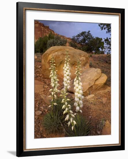 Capitol Reef NP, Utah, USA Harriman's yucca in bloom.-Scott T. Smith-Framed Photographic Print