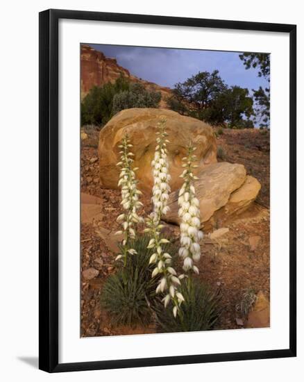 Capitol Reef NP, Utah, USA Harriman's yucca in bloom.-Scott T. Smith-Framed Photographic Print