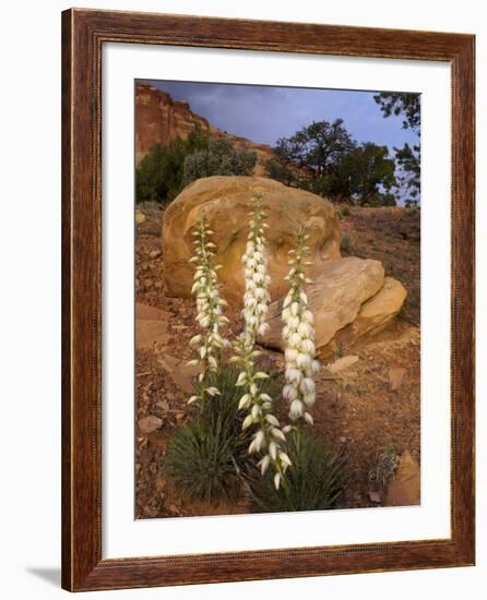 Capitol Reef NP, Utah, USA Harriman's yucca in bloom.-Scott T. Smith-Framed Photographic Print