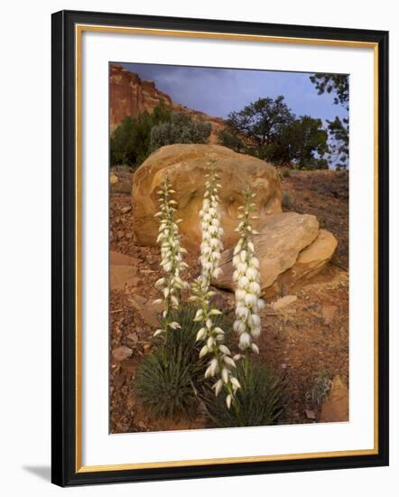 Capitol Reef NP, Utah, USA Harriman's yucca in bloom.-Scott T. Smith-Framed Photographic Print