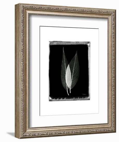 Caplulin Cherry Star-Albert Koetsier-Framed Art Print