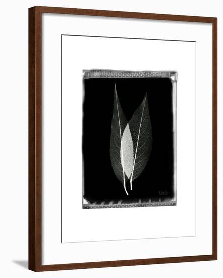 Caplulin Cherry Star-Albert Koetsier-Framed Art Print