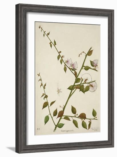Capparis Zeylanica Linn, 1800-10-null-Framed Giclee Print
