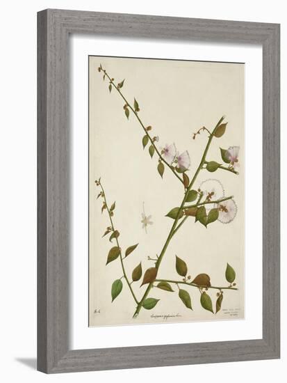 Capparis Zeylanica Linn, 1800-10-null-Framed Giclee Print