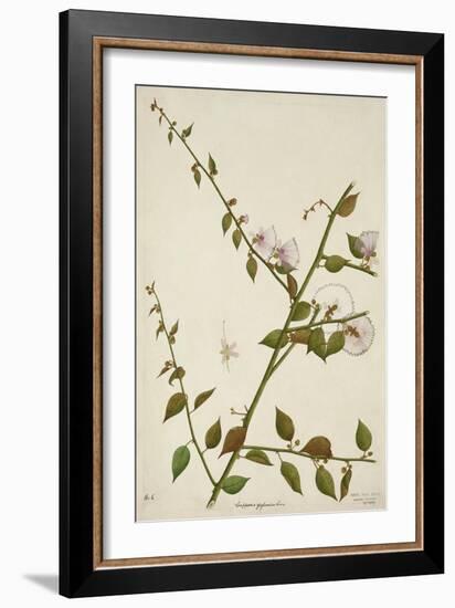 Capparis Zeylanica Linn, 1800-10-null-Framed Giclee Print